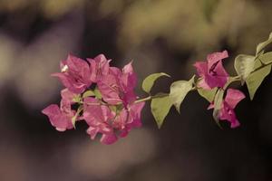 Exotic pink Bougainvilleas photo