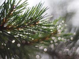 water droplets on the pine photo