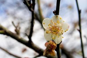 flowers of apricot photo