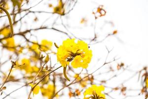 Yellow tabebuia spring blossom