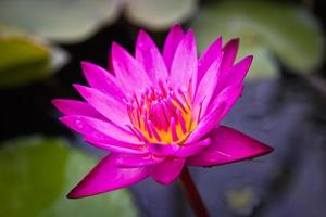 flor de loto rosa. foto