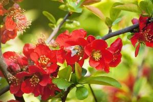 blooming quince and a bumblebee in flight photo