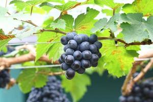 black grape in garden, wine grape photo