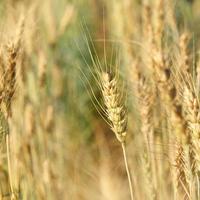 barley photo