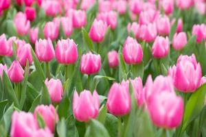 pink tulips photo
