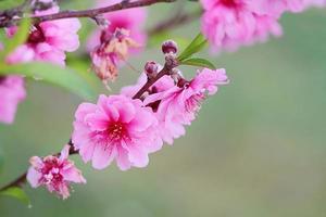 plum blossom photo