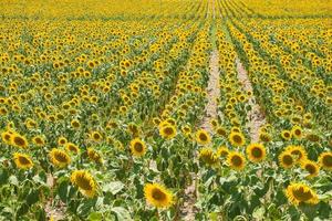 Sunflower plantation photo