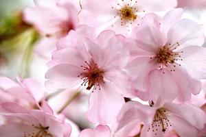 Pink Cherry Blossoms photo