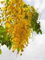 Golden shower national flower of Thailand