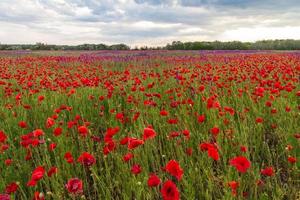 Red Poppies - Spring Meadow photo