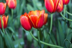 Red tulips photo