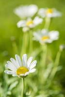 Daisy flowers on meadow