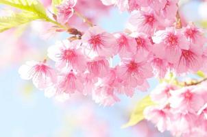 sakura flower photo