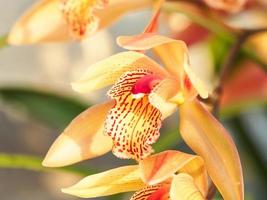 Spring flowers, Beautiful Cymbidium orchid