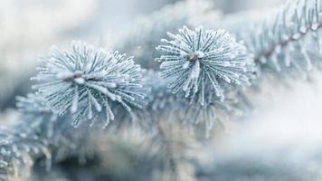 frosty fir twigs in winter covered with rime