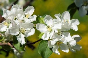 blossom apple tree
