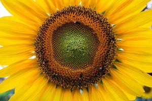 Sunflower field photo