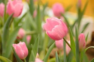pink tulips photo