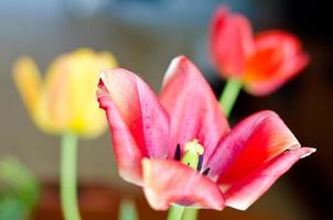 red tulip photo
