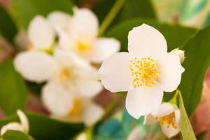 Blossoming branch of jasmine