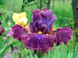 Iris Flowers - Dance Gypsy