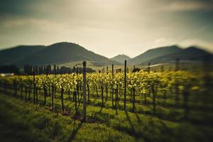 Vineyards in Rhineland Palatinate in early summer photo