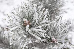 Coniferous branches covered with hoarfrost photo