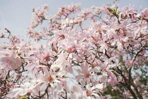 star magnolia, selective focus