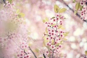 sakura cherry blossom flowers photo