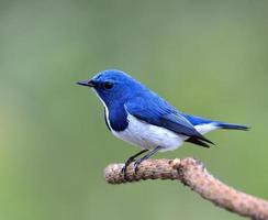 Lovely little Ultramarine flycatcher, beautiful blue bird, posin