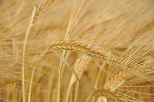 spike of wheat photo