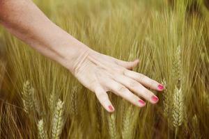 hand of woman caressing ears of corn in summer day photo