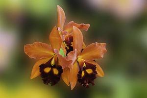 orchidea arancione photo