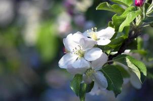 blossom apple