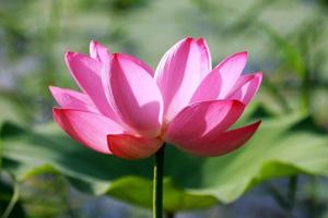 Morning, Lotus(Water Lily) photo