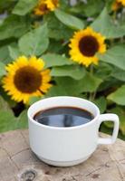 cup of coffee on sunflowers background photo