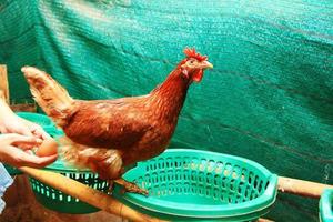 chicken farm photo