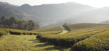 Tea farm photo