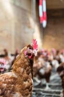 Chicken farming photo
