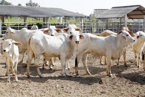 cattle in farm photo