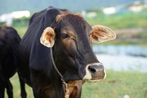 vaca de granja negra