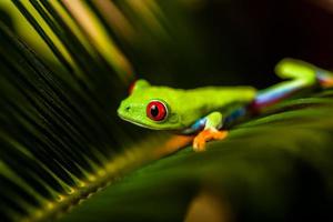 Natural and fresh colorful theme with exotic frog