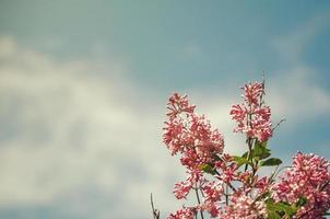 lilacs and sky photo