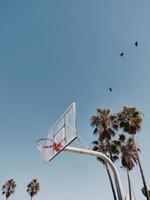 Basketball hoop with palm trees photo