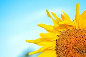 sunflower and sky photo