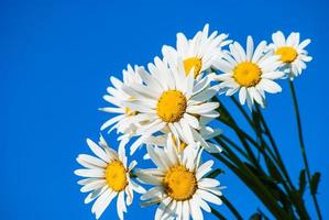 daisies against blue sky