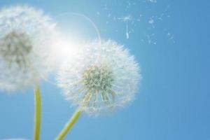 Dandelion against blue sky photo