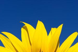 Sunflower and  blue sky photo