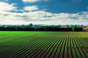 Agricultural field under blue sky