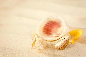 Shells on a wavy sand